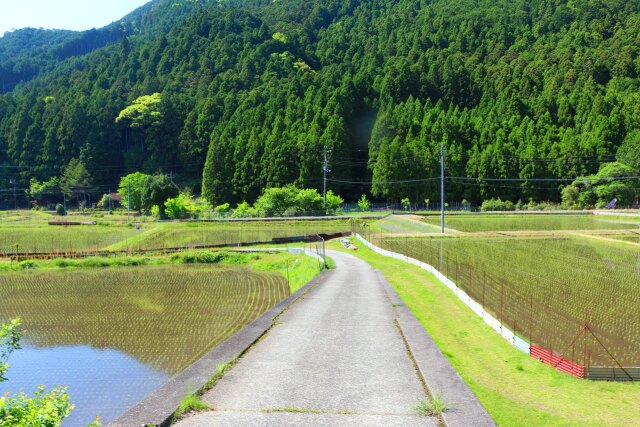 新緑の里山