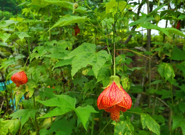 春の花