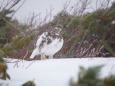 爺ヶ岳のチビ雷鳥