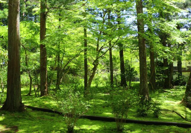 新緑の高野山