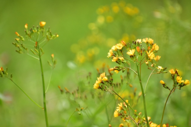 野の花