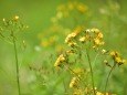 野の花