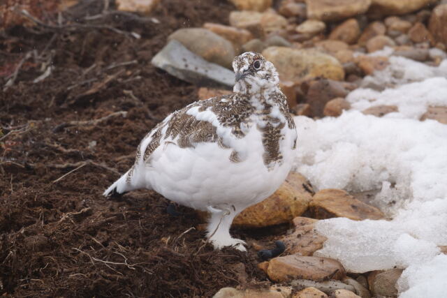 爺ヶ岳のチビ雷鳥2