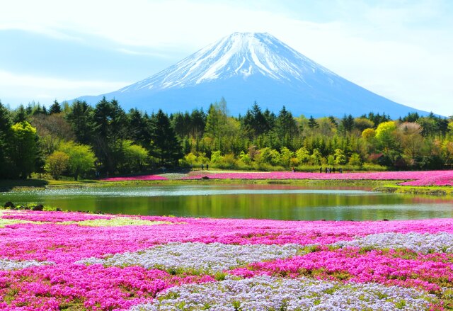 本栖湖芝桜