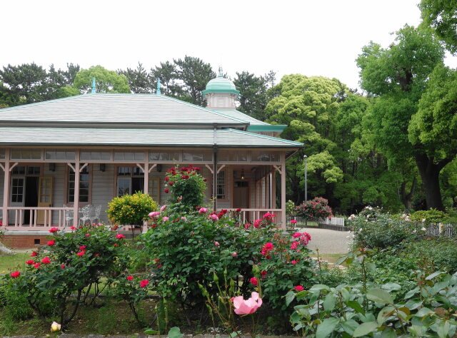 新緑の薔薇園