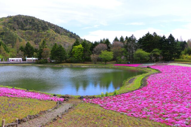 本栖湖芝桜