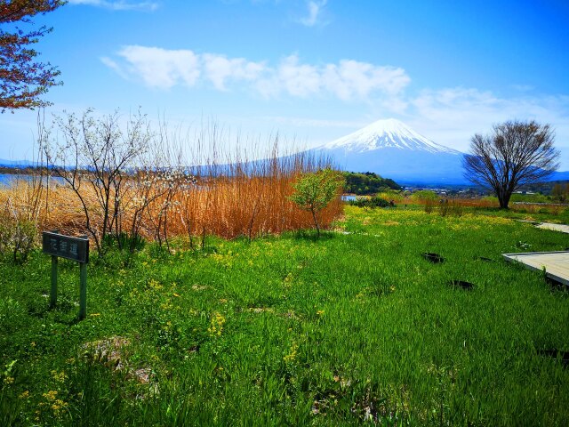 新緑の河口湖