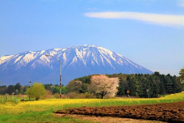 菜の花と岩手山2