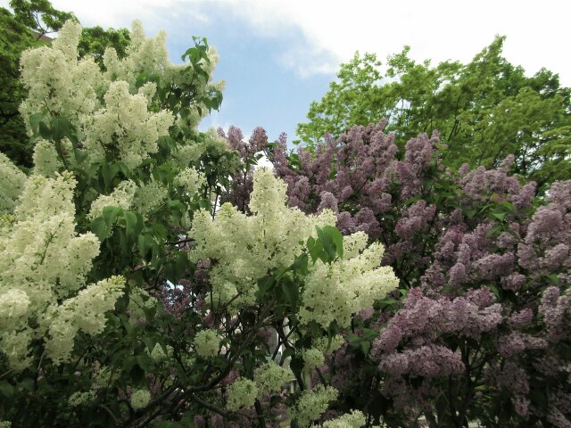 リラの花咲く頃