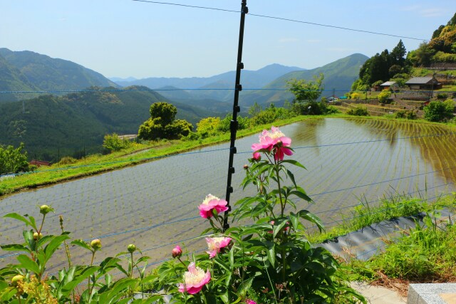 新緑の里山