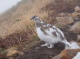 爺ヶ岳のチビ雷鳥4