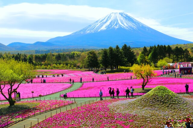 本栖湖芝桜