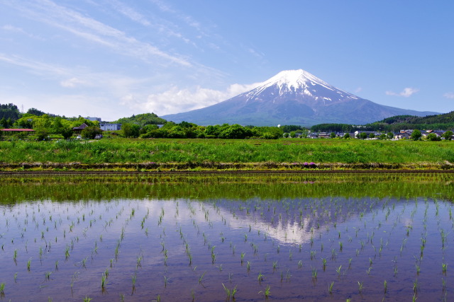 初夏の富士山