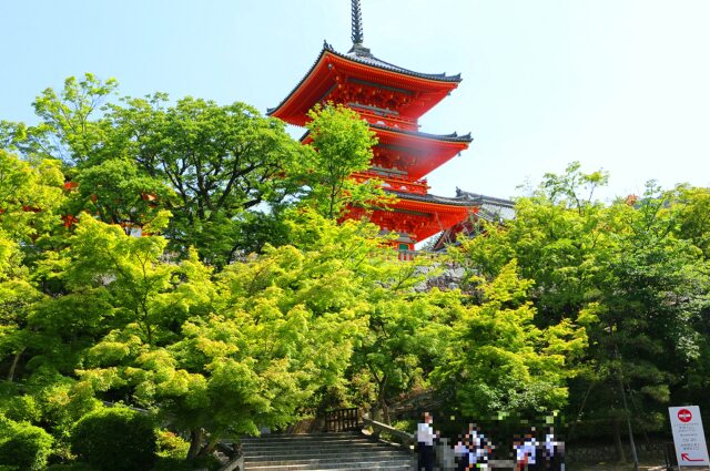 新緑の清水寺