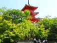 新緑の清水寺