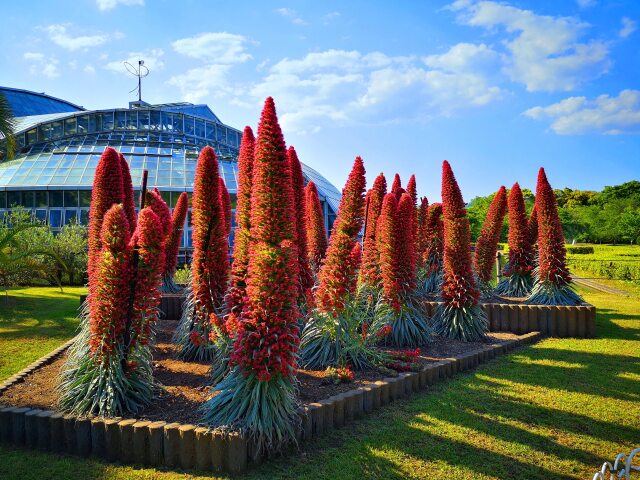 京都府立植物園