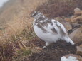 爺ヶ岳のチビ雷鳥5