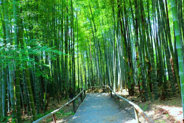 春の高台寺竹林