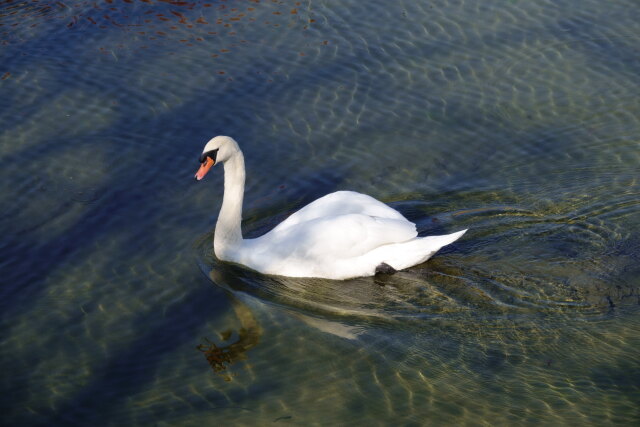 お堀の白鳥