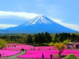 本栖湖芝桜