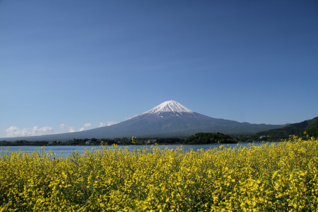 菜の花&富士山