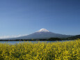 菜の花&富士山