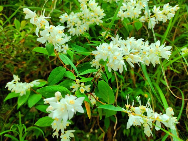 春の山の花