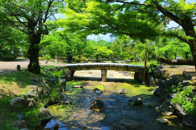 新緑の円山公園