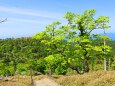 新緑の大台ケ原