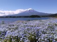 初夏の河口湖