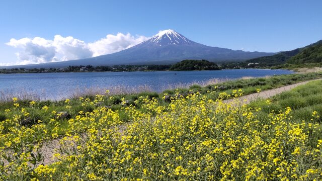 富士山と河口湖