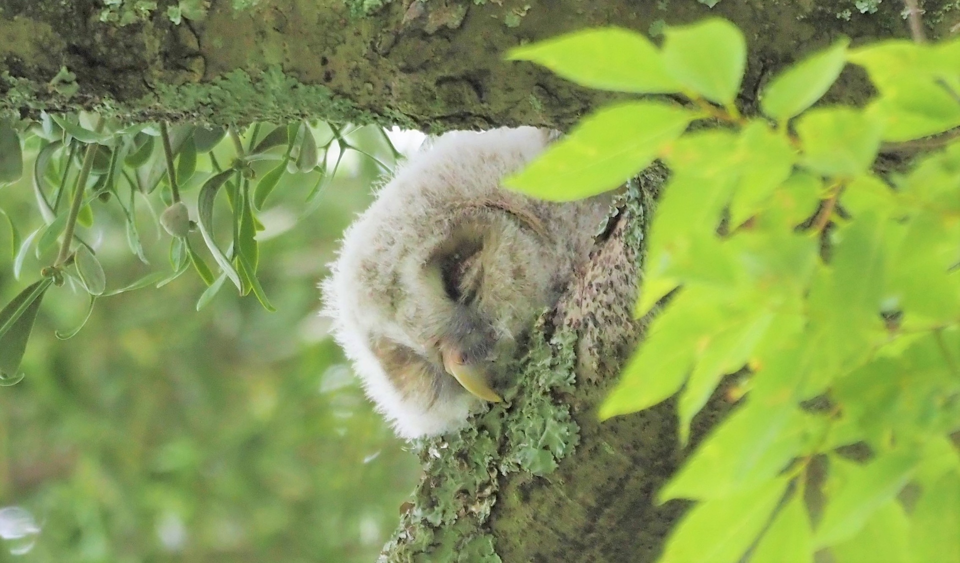 動物 鳥 フクロウの赤ちゃん 壁紙19x1126 壁紙館