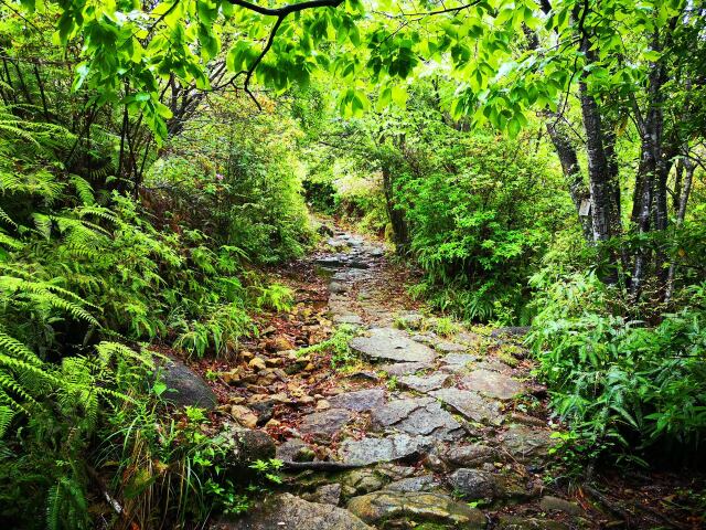 初夏の熊野古道