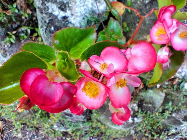 初夏の花