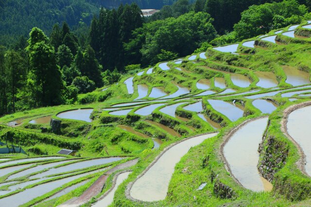 新緑の千枚田