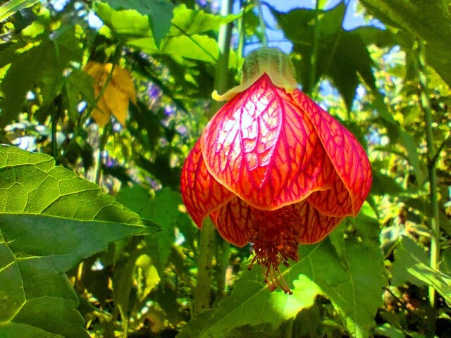 初夏の花