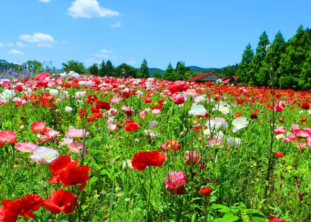 初夏の花