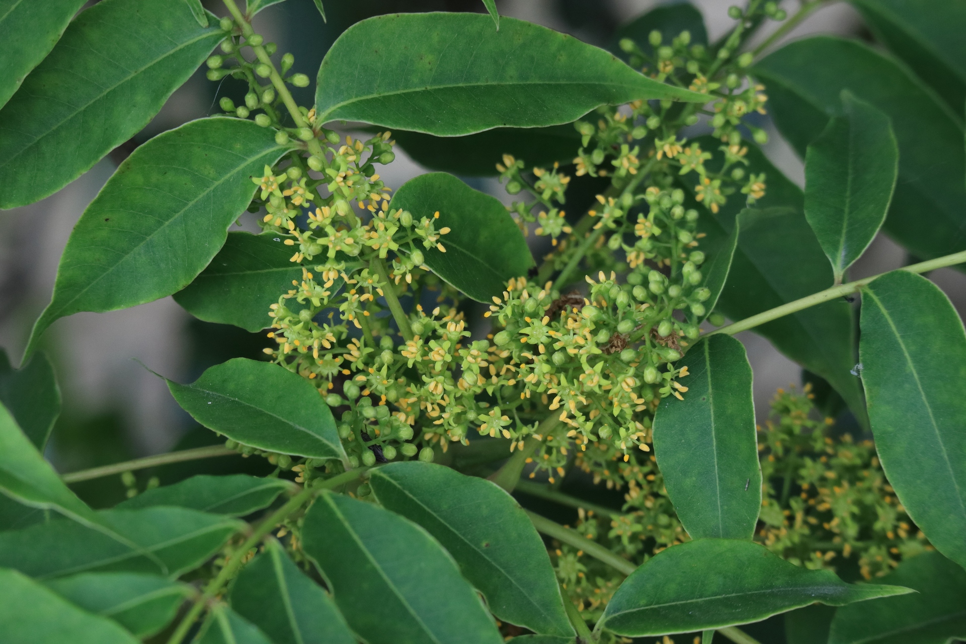 花 植物 ハゼノキ 壁紙19x1280 壁紙館