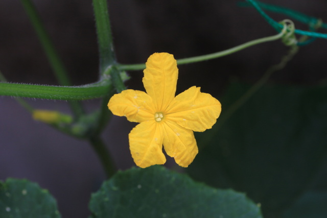 キュウリの花