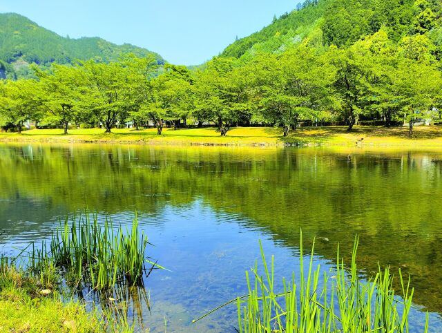 初夏の水辺