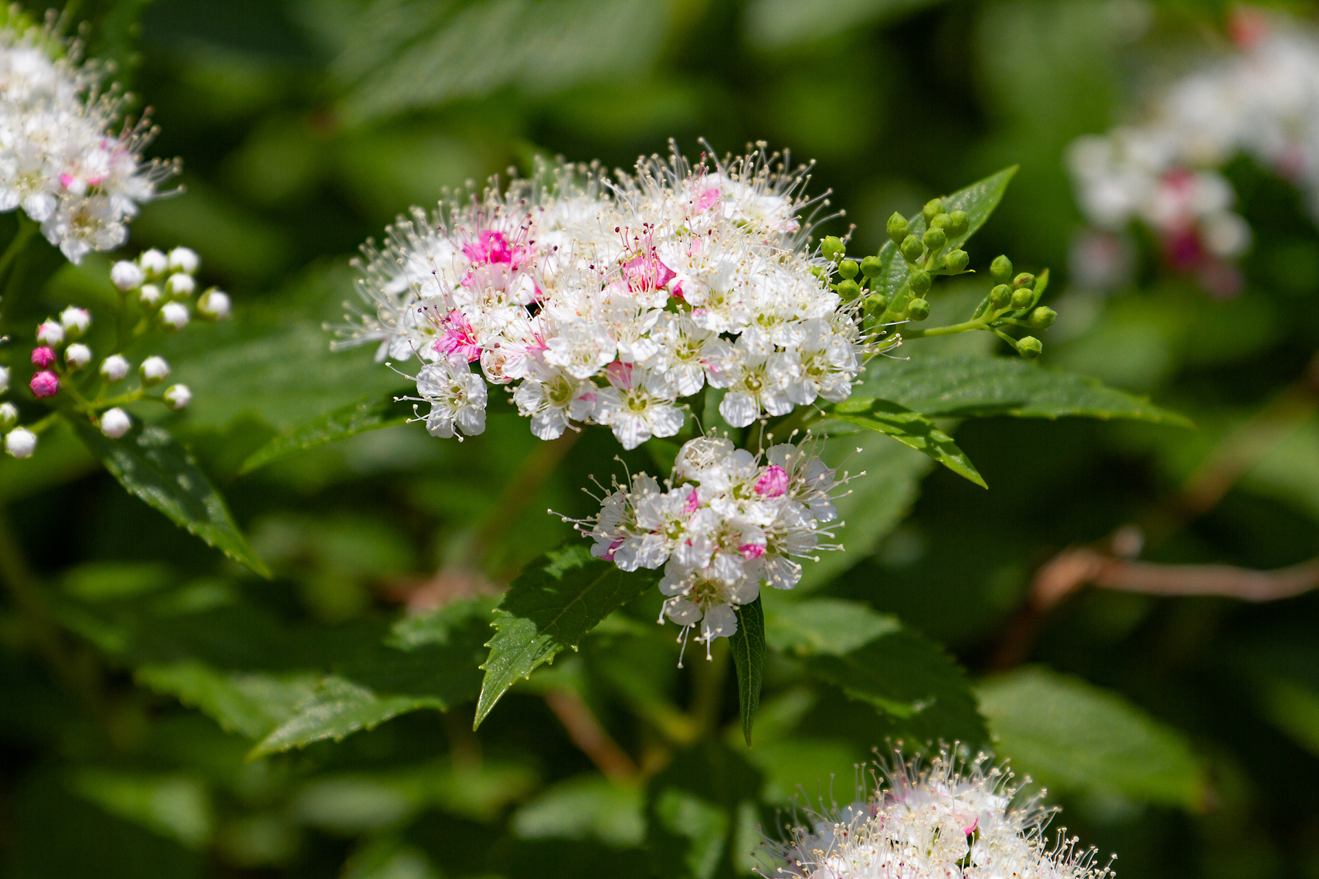 花 植物 シモツケソウ 壁紙19x1280 壁紙館