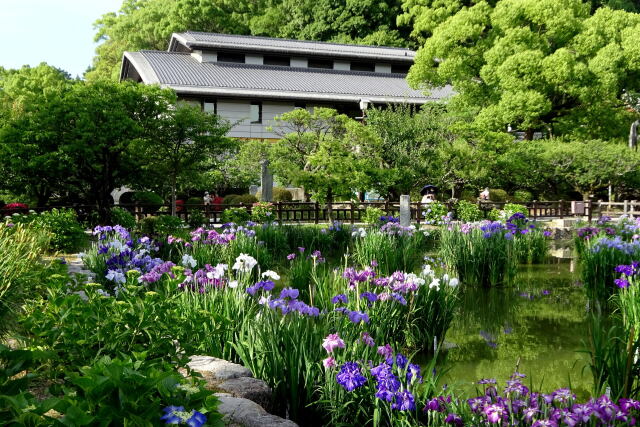 初夏の爽やか太宰府天満宮菖蒲園