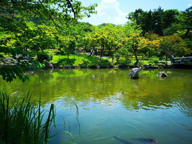 初夏の円山公園