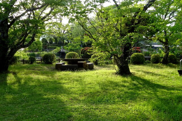 初夏 緑の公園