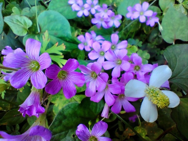 初夏の花