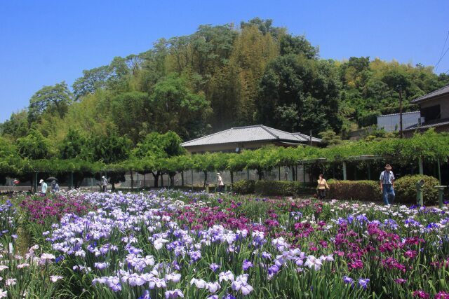 かわつ花菖蒲園