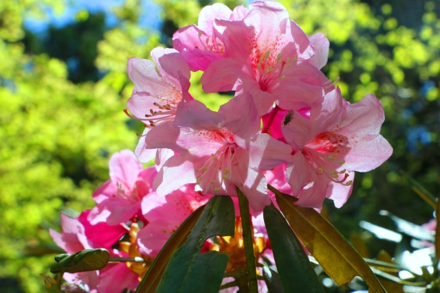 初夏の花