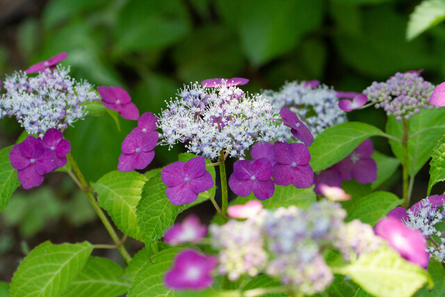 紫陽花