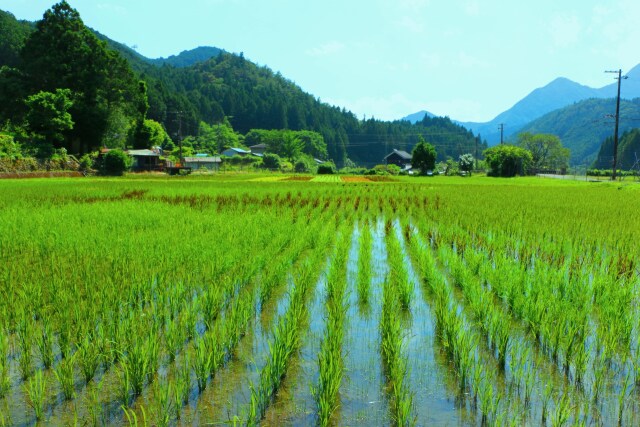 初夏の里山