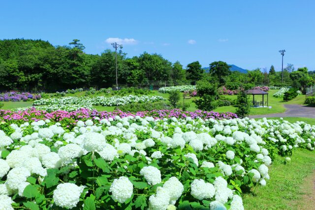 アジサイ園